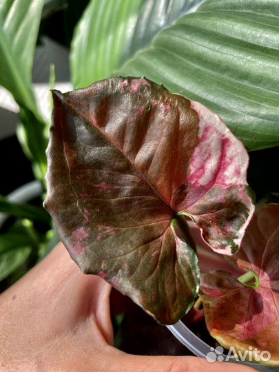 Сингониум клубничный лёд гелекси