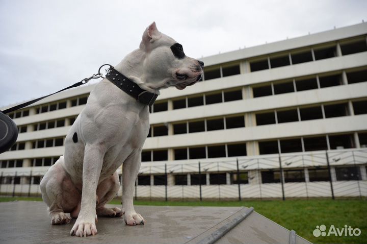 Вязка собак амстаф