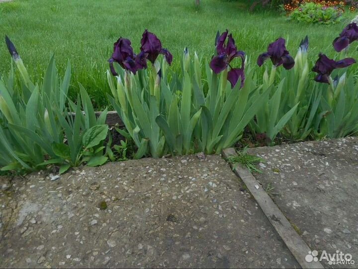 Карликовый ирис