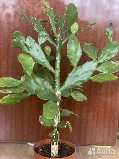 Опунция. Кактус опунция