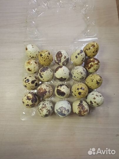 Яйцо перепелинное