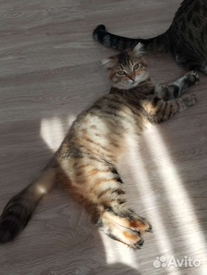 Домашние животные котята