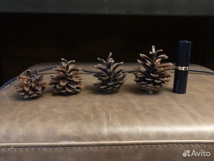 Шишки сосновые лето 2023