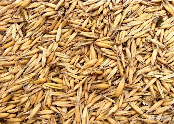 Пшеница озимая, Сахарная свёкла корма