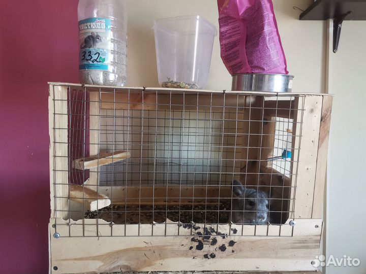 Шиншилла с клеткой