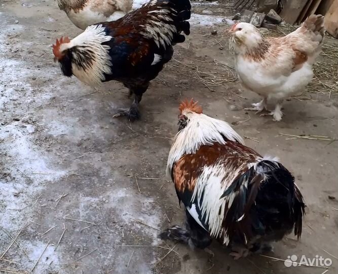 Куры фавероль