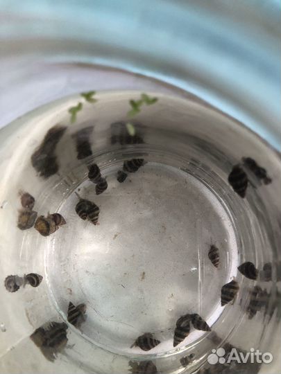 Улитка хелена