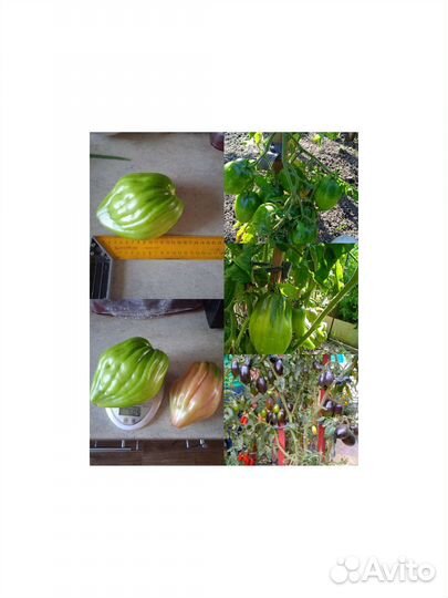 Семена коллекционных томатов