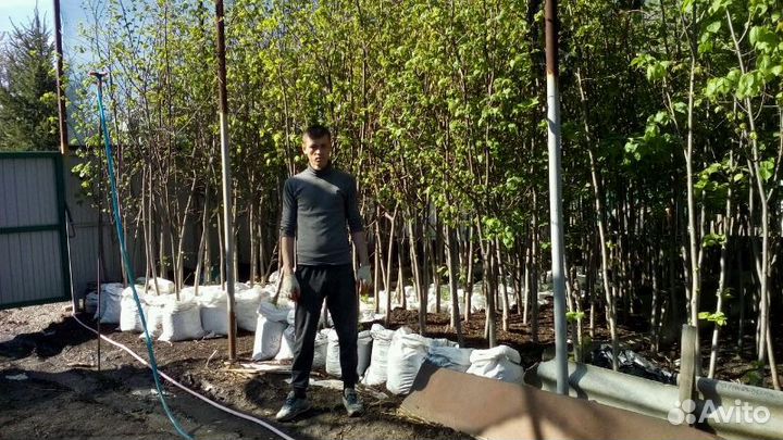 Саженцы Липы крупнолистная крупномеры