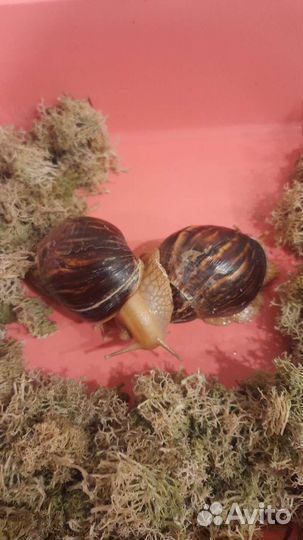 Передержка маленьких собак