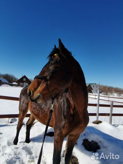 Конные вещи