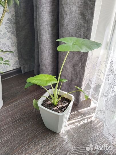 Алоказия клобучковая(кукулата)