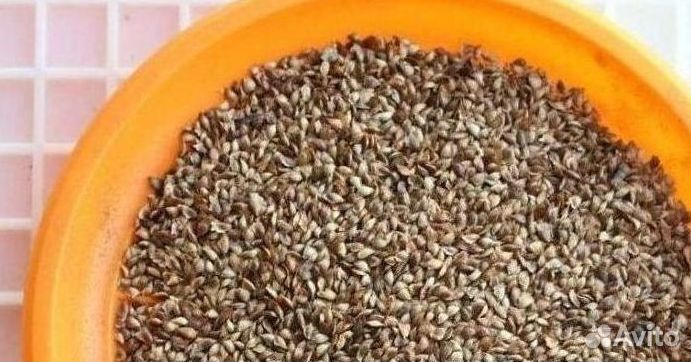 Доставка семян лиственницы