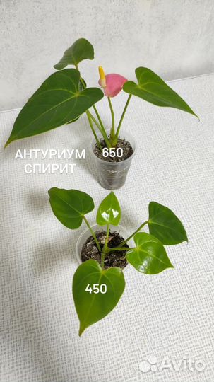 Женское счастье