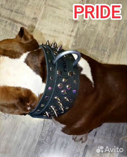 Амуниция для собак