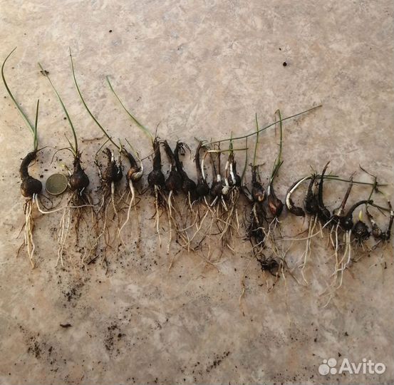 Зефирантес белый луковицы 20шт