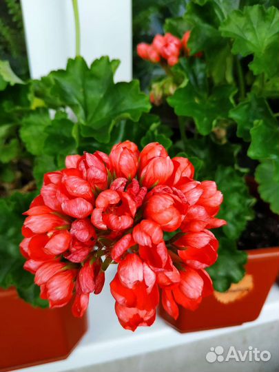 Пеларгония тюльпановидная 