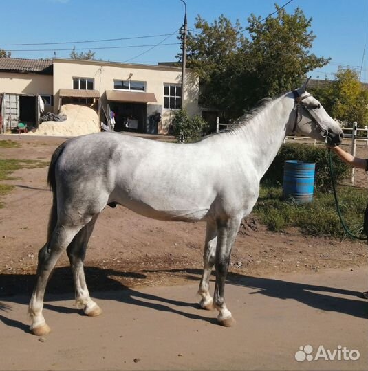 Орловский рысак