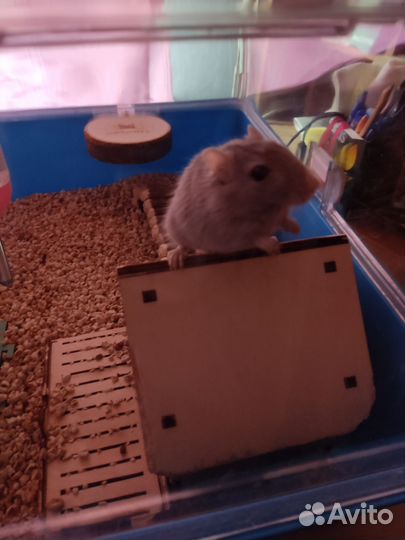 Монгольская песчанка