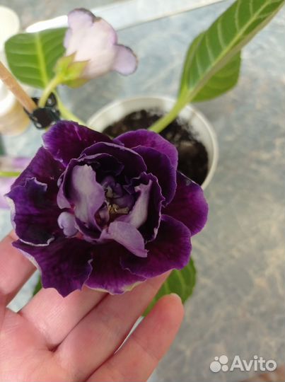 Глоксиния махровая