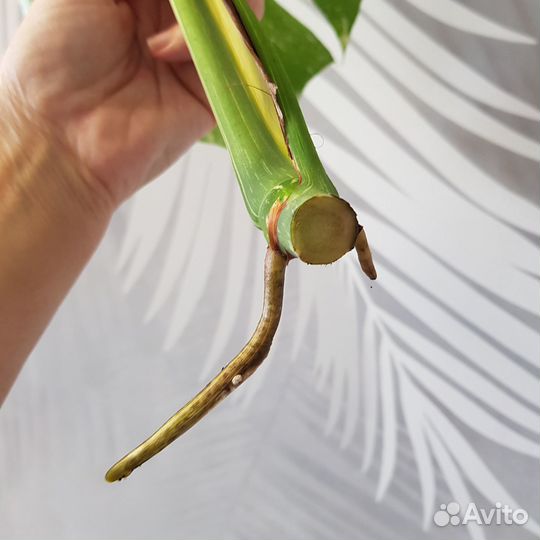 Монстера тайское созвездие