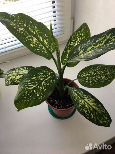 Диффенбахия