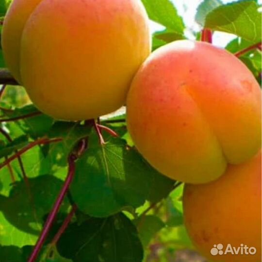 Абрикос Мелитопольский зкс 2 года