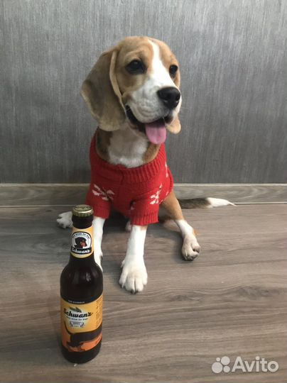 Свитер для собаки