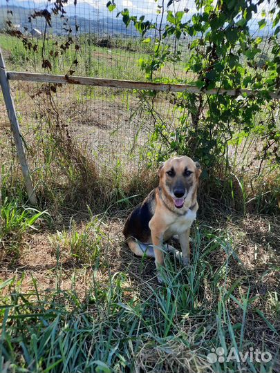 Овчарка полукровка