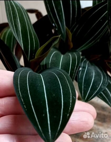 Комнатные растения цветы