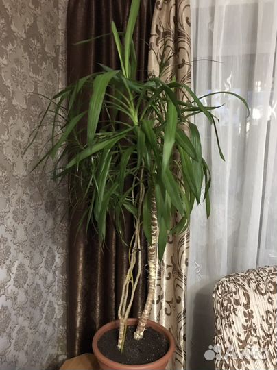 Пальма юкка