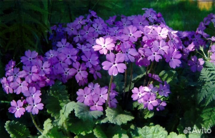 Многолетние первоцветы с доставкой