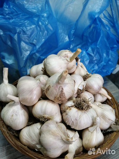 Чеснок летний