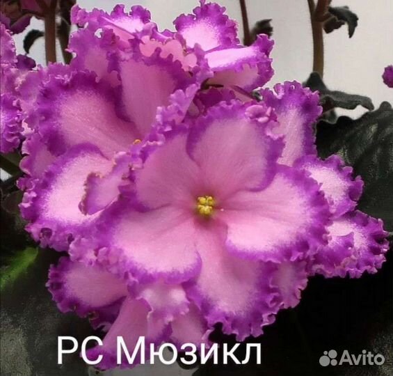 Детки фиалок