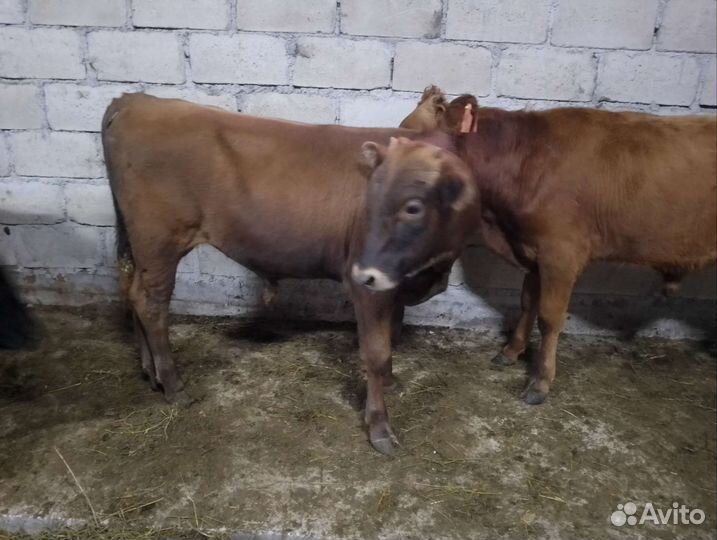 Бычки подсосные