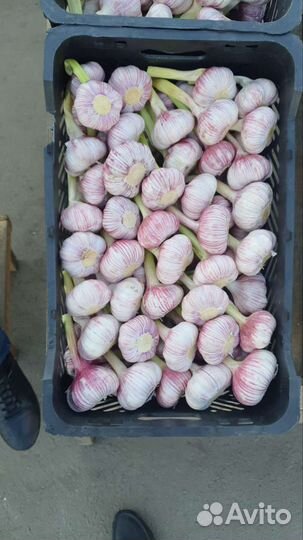 Овощи в асс. огурец, перец, баклажан, кабачок итд