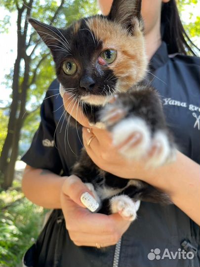 Кошка бесплатно