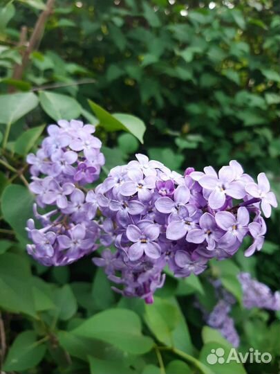 Саженцы сирени