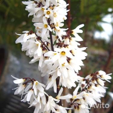 Абелиолистник двурядный (белая форзиция)