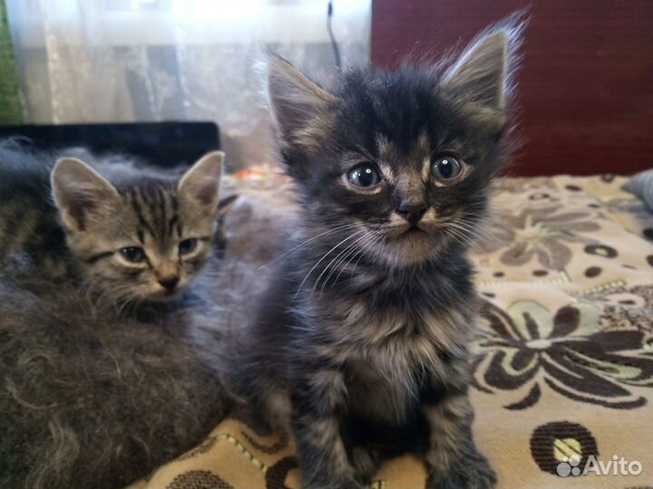 Метисы британские котята в дар