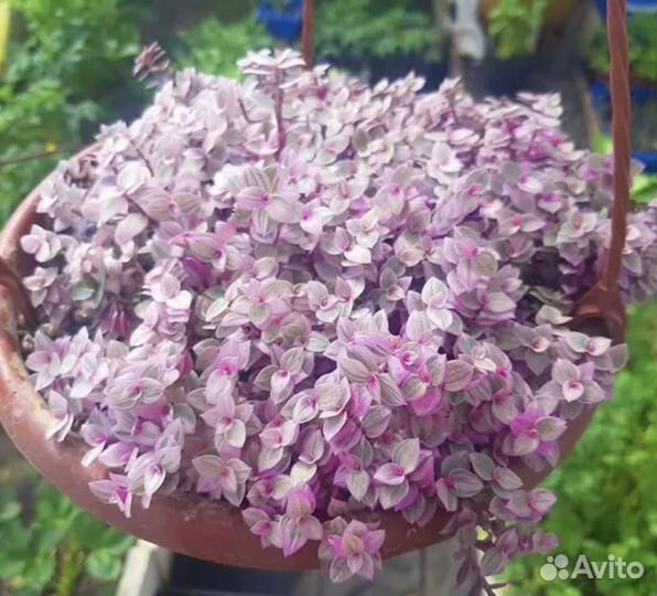 Разнообразие домашних растений