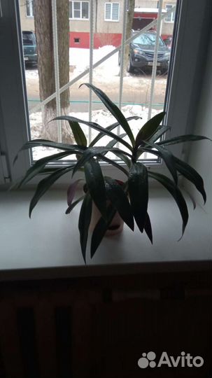 Традесканция рео