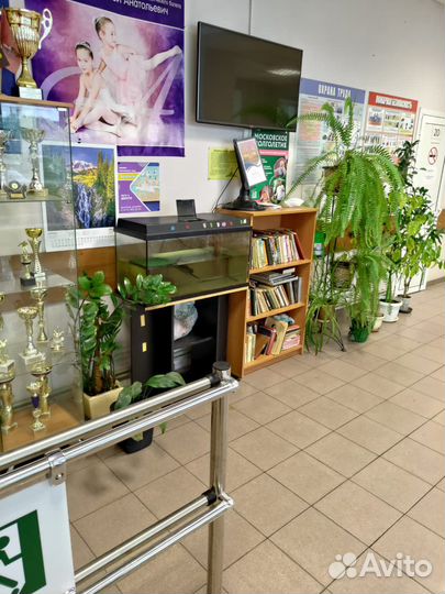 Черепаха водная