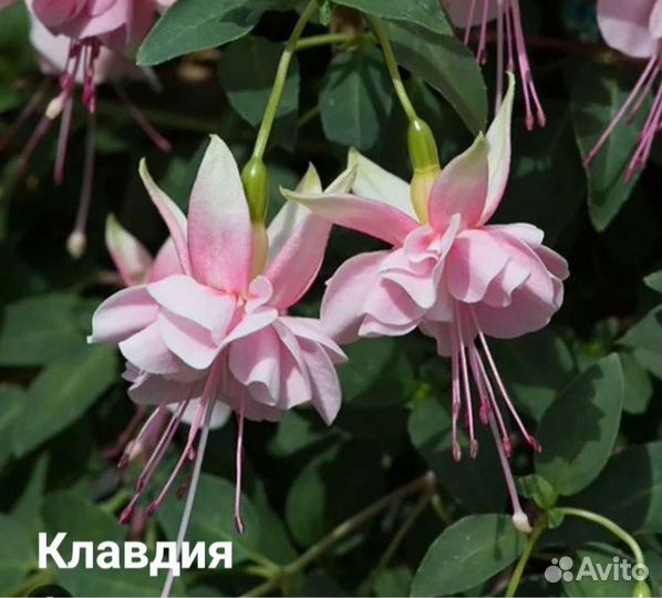 Фуксия сортовая