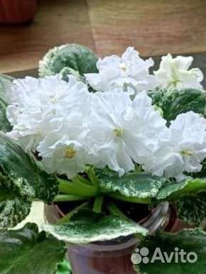 Фиалка. Листы, детки