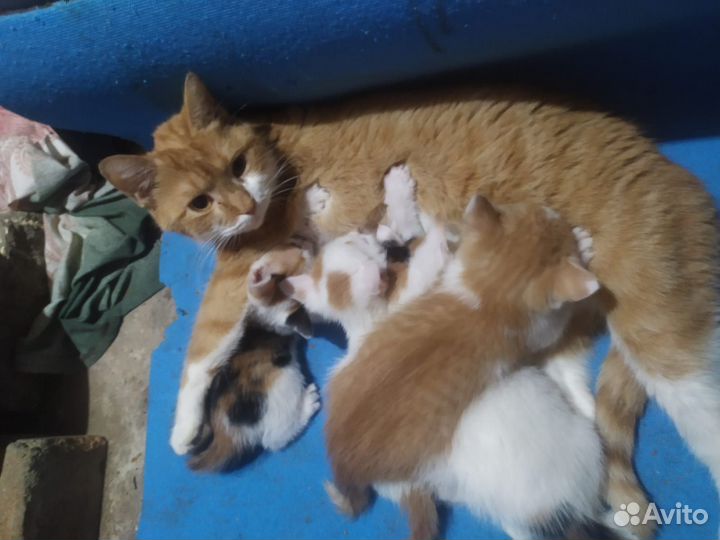 Котята в добрые руки бесплатно