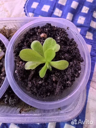 Росянкатоkaiensis