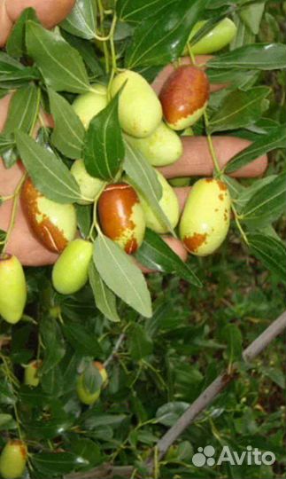 Унаби, зизифус, финик китайский