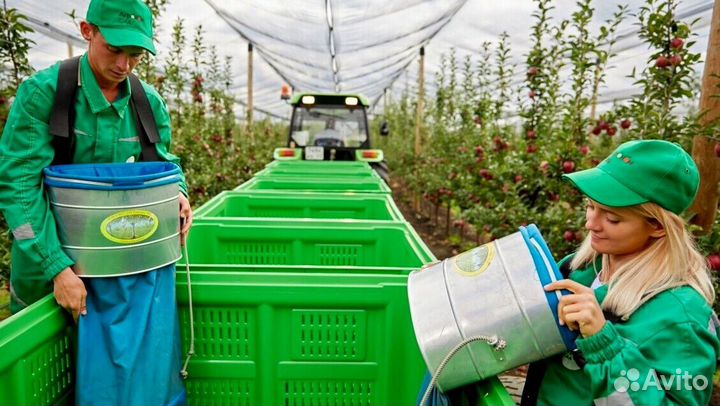 Сборка яблок с проживанием