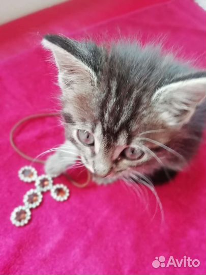 Продам котенка